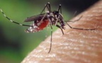 Vingt-deux (22) cas de dengue détectés à Rosso-Sénégal
