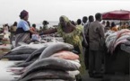 Morcellement parcelles de la place du marché aux poissons de Thiès: les acteurs de la pêche dans tous leurs états