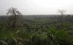 Environnement: la Côte d'Ivoire mise sur les drones pour reboiser ses forêts