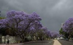 Afrique du Sud: la floraison précoce des jacarandas, un indicateur visible du dérèglement climatique