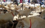 Rareté du mouton durant la Tabaski 2013 : Macky SALL  veut désormais l’autosuffisance en moutons
