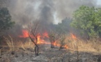 Le feu à la forêt classée de Mbao