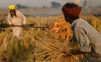 Inde: la pollution de New Delhi aggravée par les brûlis agricoles