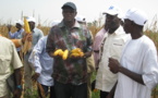 Nioro - Fermes agricoles du FNPJ : près de 300 tonnes de maïs par ferme attendus