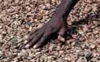 Quels leviers pour faire remonter les prix du cacao?