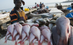 Un Sénégalais consomme 29 kg de poisson par an (PRCM)