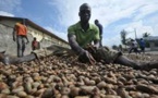Côte d’Ivoire : les industriels de la noix de cajou s’inquiètent de la concurrence étrangère