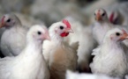 Grippe aviaire: un premier foyer en élevage détecté dans le Nord de la France