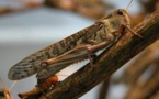 Nouvelle invasion de criquets à Madagascar