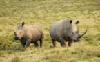 Afrique du Sud: un stock d’ivoire et de cornes de rhinocéros illégal rapatrié par les autorités