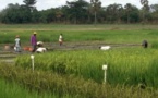 Lancement de l'«offensive riz» en Côte d'Ivoire