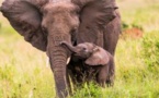 Un accord de coopération internationale pour lutter contre le trafic d'ivoire