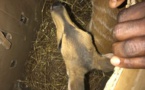 Criminalité faunique : Une antilope saisie à la frontière sénégalo-gambienne