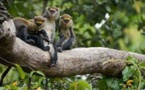 Côte d'Ivoire: le processus d’habituation des chimpanzés dans la forêt de Taï