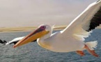 Comptage mondial des oiseaux d'eau: c'est parti au Gabon aussi