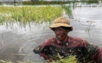 Inondations à Madagascar: la course contre la montre pour les riziculteurs