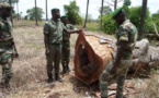Trafic illicite de bois : chaque année, des milliers de conteneurs quittent le Sénégal pour la Chine (Ali Haïda)