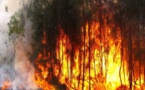 Nioro : un mort enregistré dans un feu de brousse