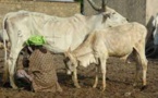 La filière du lait en Afrique plombée par les bas prix du lait en poudre européen
