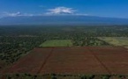Kenya: le vol d'avocatiers se multiplie