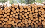Trafic de bois : une importante quantité de planches et de troncs saisie à Kédougou