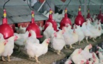 Troisième hausse du prix de l'aliment de volaille en une année: les aviculteurs sur le pied de guerre
