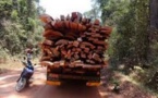 Trafic de bois en Casamance : Yerim Seck indexe le jeu trouble de la Gambie et demande à Macky de prendre ses responsabilités