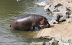 La population de Gouloumbou terrorisée par un hippopotame qui a tué 21 personnes