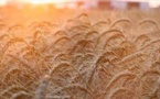 Ukraine: les cours à la hausse des céréales vont peser sur un contexte déjà inflationniste