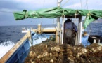 « Il faut dire non aux compagnies de pêche frauduleuses » déclare Greenpeace