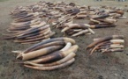 France: trois tonnes d'ivoire de contrebande broyées sous les yeux des Parisiens