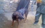 Afghanistan : les talibans affirment avoir capturé un chien des forces internationales