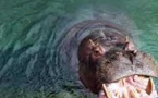 Podor : Un hippopotame "féroce" dans les eaux du Doué