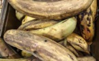 Par quels produits remplacer la farine de blé? La farine de plantain