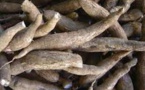 Par quels produits remplacer la farine de blé? La farine de manioc