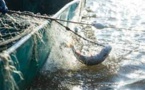 En Afrique du Sud, les pêcheurs traditionnels à la peine