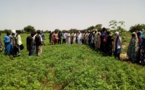 Sénégal : Lancement prochain du Programme d’amélioration de la connectivité des zones agricoles