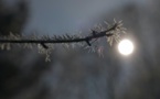 Gel en France: la nuit la plus froide depuis 1947 pour un mois d'avril