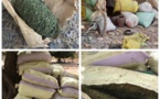 Casamance : Une dizaine de sacs de chanvre indien saisie par l’Armée auprès du MFDC