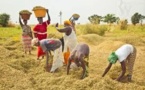 IPAR: quelles politiques agricoles et rurales concertées au Sénégal ? 
