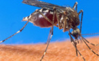Le paludisme se propage en altitude