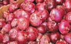 Mévente de l’oignon : les producteurs n’ont que leurs yeux pour pleurer