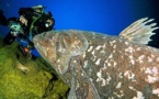 Il a rencontré le plus vieux poisson du monde