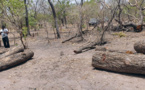 Trafic de bois : la forêt de Missirah en coupe réglée