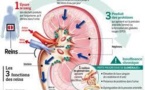 Journée Mondiale du Rein : Vos reins vieillissent, tout comme vous