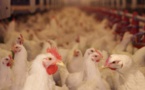 Korité: risque de pénurie de poulets à Diourbel 