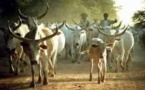Linguère-Région de Louga: Arrestation du  voleur de taureaux