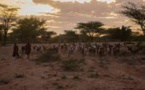 Les pastoralistes du Turkana, à l’épreuve du dérèglement climatique