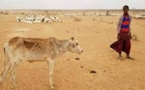 COP15: «319 millions d'hectares sont menacés de désertification en Afrique»