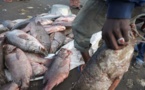 Pêche illégale : L'Europe sanctionne trois pays